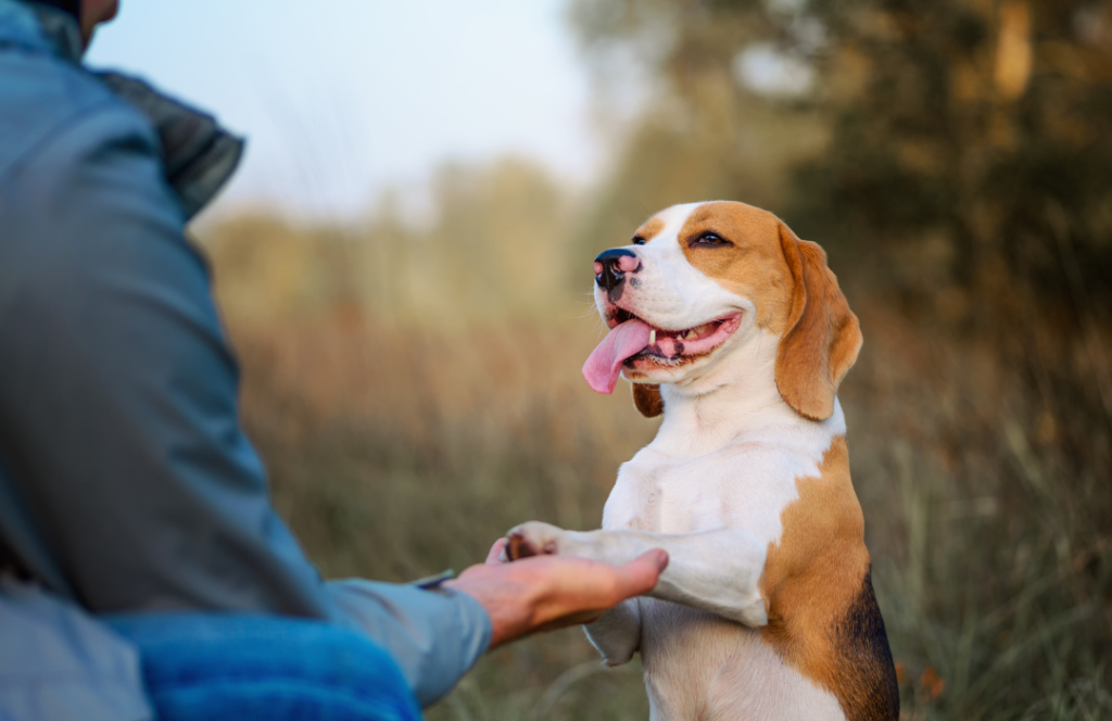 dog training marketing ideas