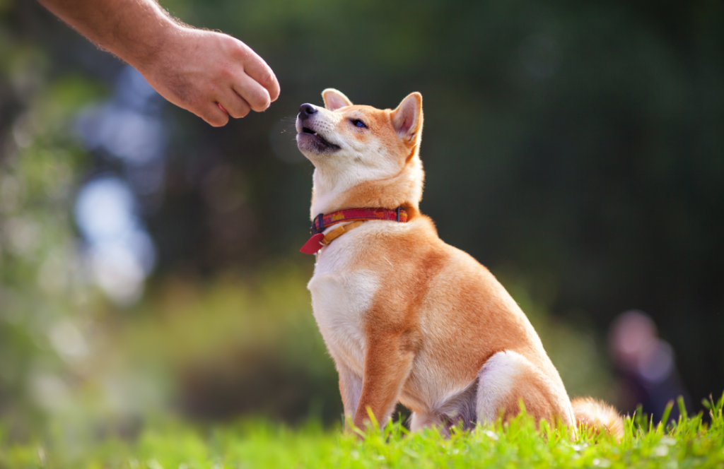 how to get dog training clients