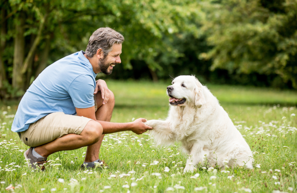 how to grow dog training business