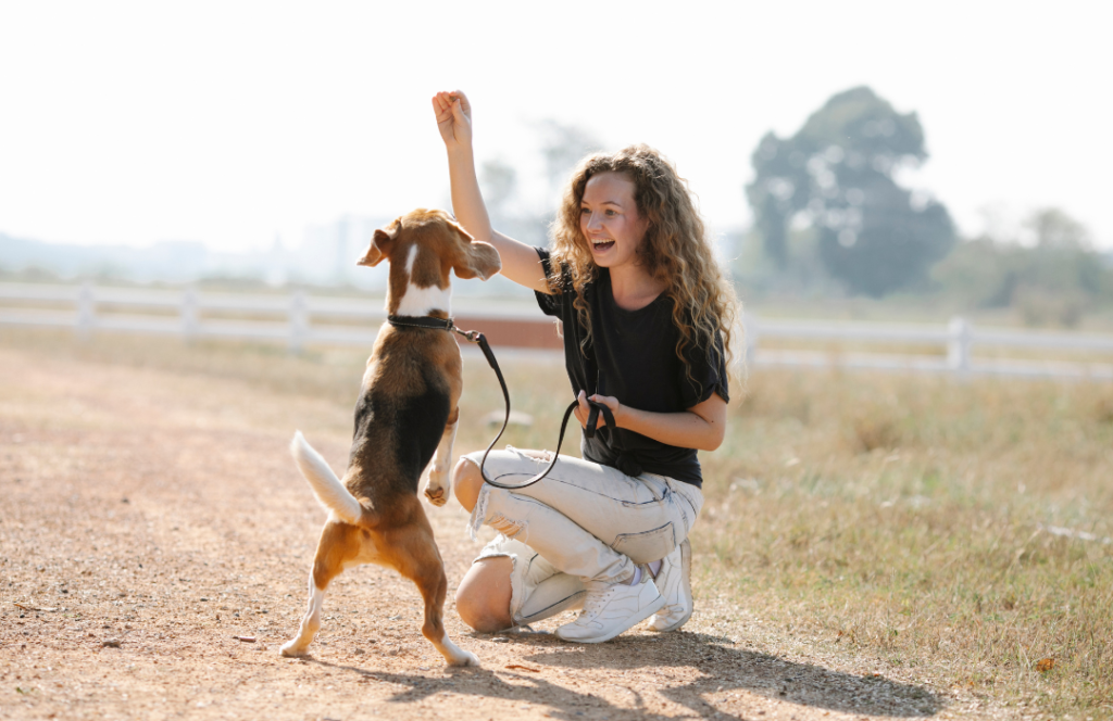 marketing strategy for dog training